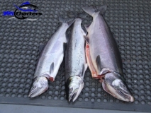 new_CohoSalmon004-1