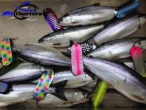 new_Kokanee002