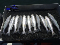 new_Kokanee003