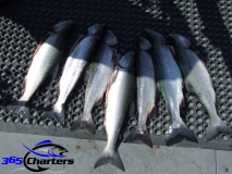 new_Pink-Salmon001