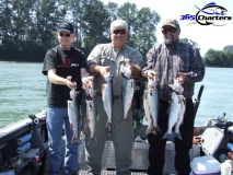 new_Pink-Salmon002