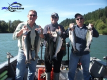 new_Pink-Salmon014