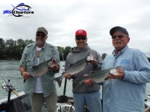 new_Pink-Salmon028