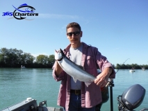 new_Pink-Salmon029