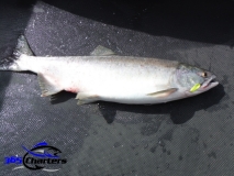 new_Pink-Salmon032