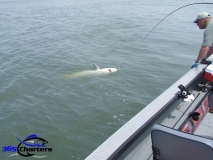 new_Sturgeon010