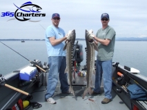 new_Sturgeon013