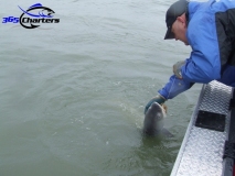 new_Sturgeon019
