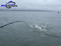 new_Sturgeon021