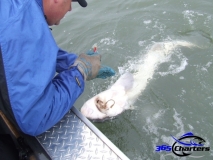 new_Sturgeon022