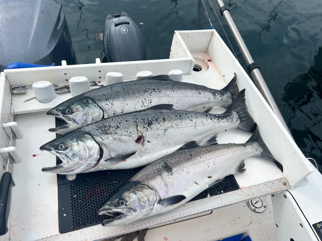 Coho salmon fishing